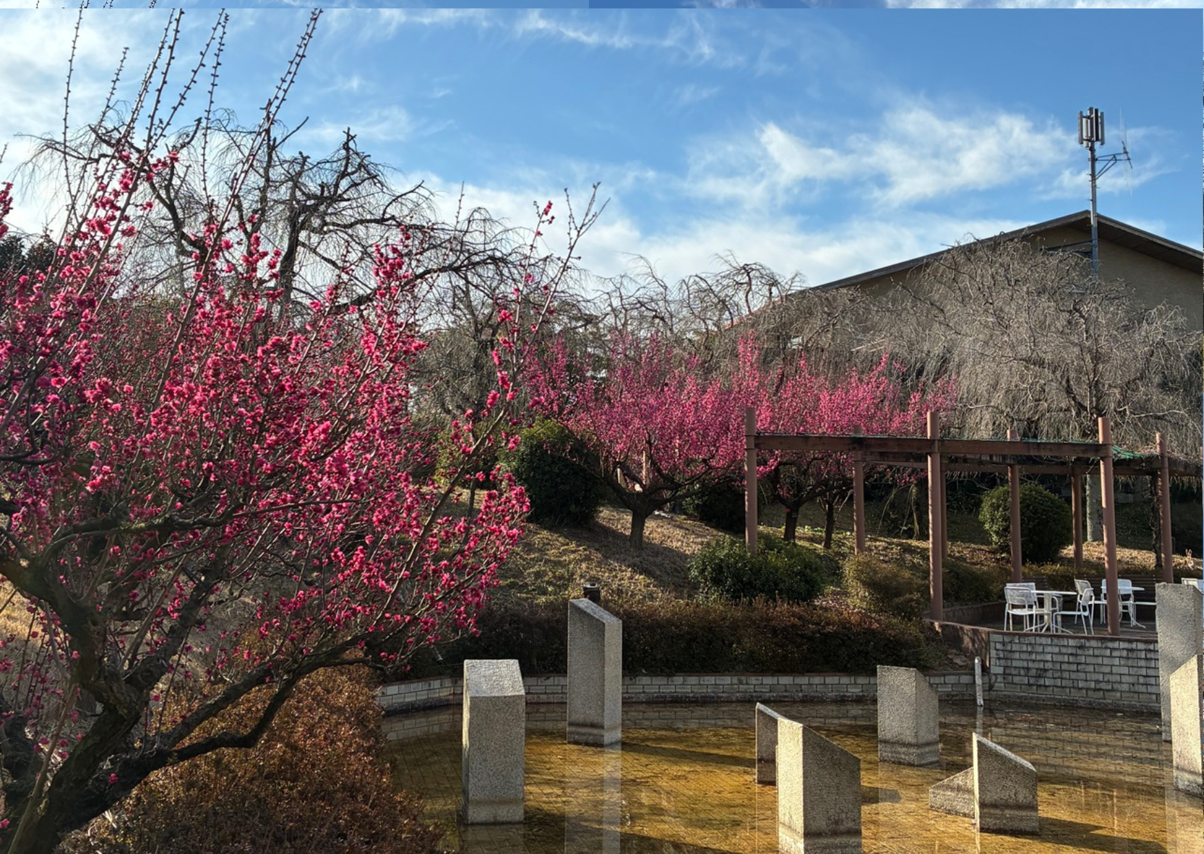 東谷山フルーパークに梅を見に行ってきました！