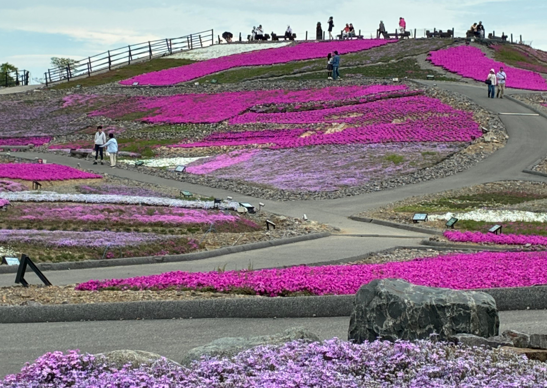 茶臼山高原の芝桜