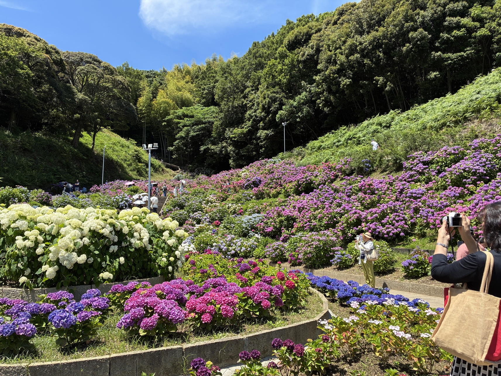 蒲郡の「形原温泉 あじさいの里」