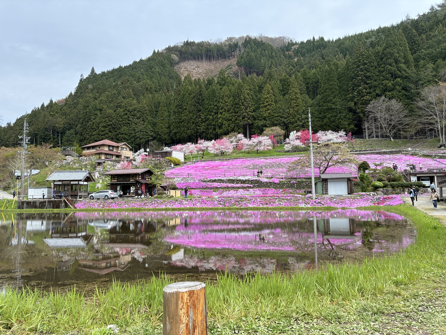 圀田家の芝桜