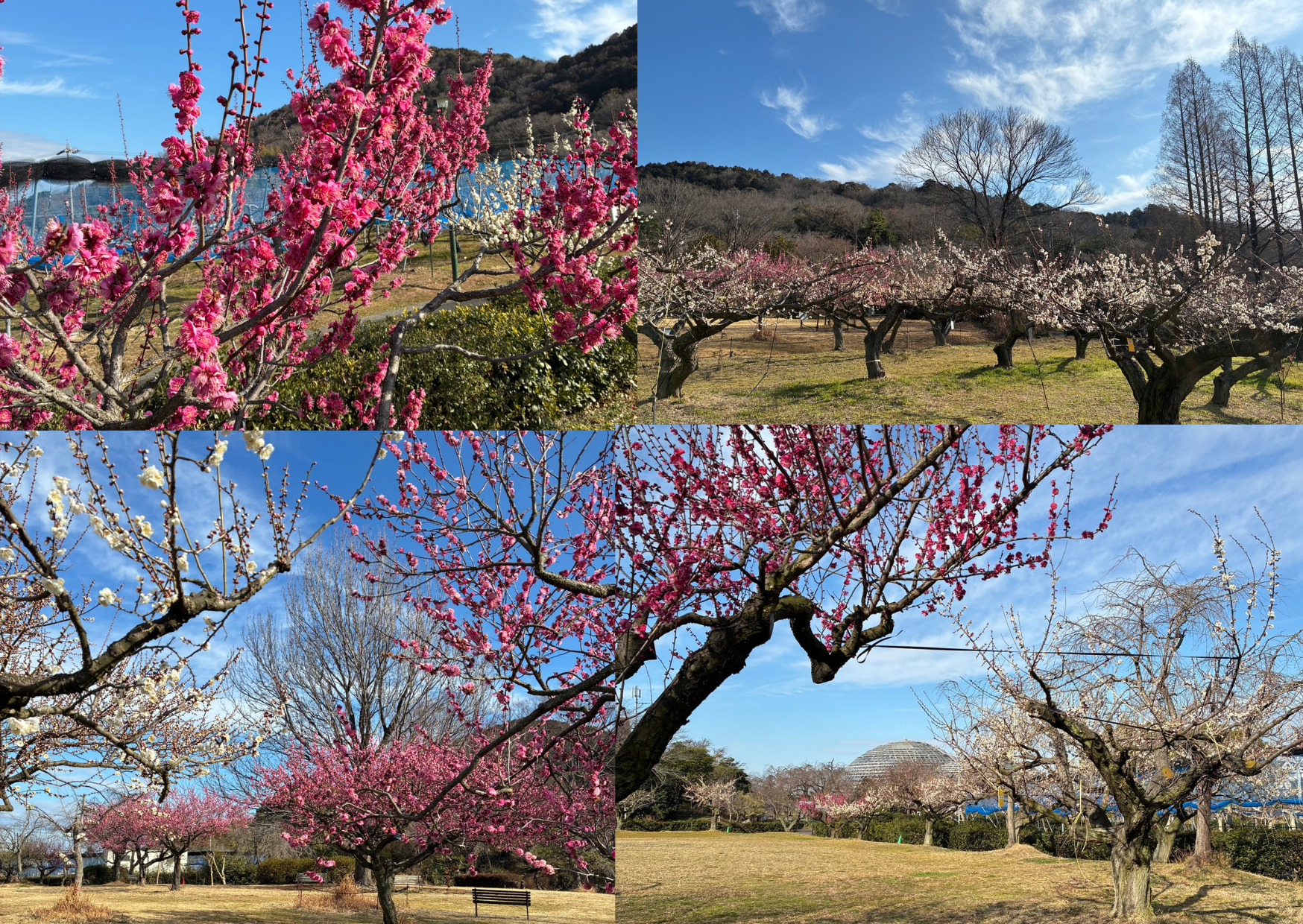 東谷山フルーパークに梅を見に行ってきました！